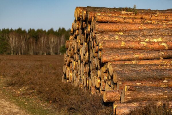 В России с начала 2025 года незаконная рубка сократилась почти на 30%